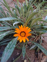 Fototapeta premium cute yellow flower