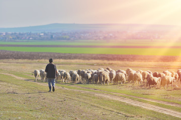 Shepherd and herd of sheep at the sunset with warm light