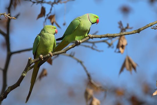 Rose-ringed parakeets (Psittacula krameri), animal couple sitting on branch, palace gardens Biebrich, Hesse, Germany, Europe