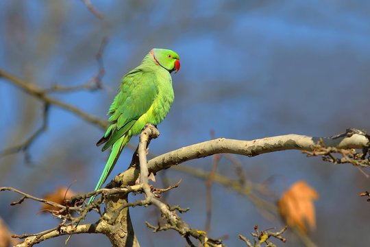 Rose-ringed parakeet (Psittacula krameri) sits on a branch, palace gardens Biebrich, Hesse, Germany, Europe
