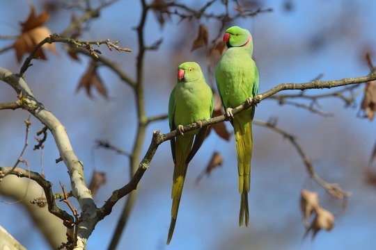 Rose-ringed parakeets (Psittacula krameri), animal couple sitting on branch, palace gardens Biebrich, Hesse, Germany, Europe