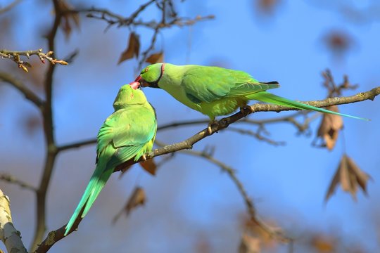 Rose-ringed parakeets (Psittacula krameri), animal pair sits on branch and beaks, kiss, palace gardens Biebrich, Hesse, Germany, Europe