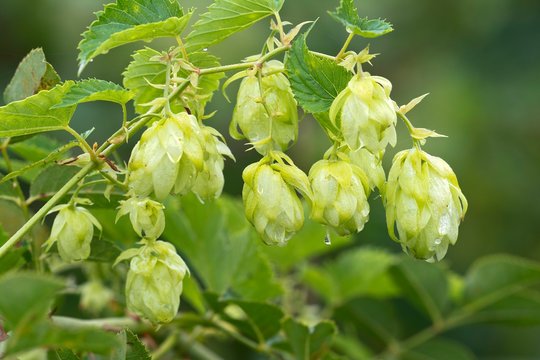 Common hop (Humulus lupulus), Limbach, Burgenland, Austria, Europe