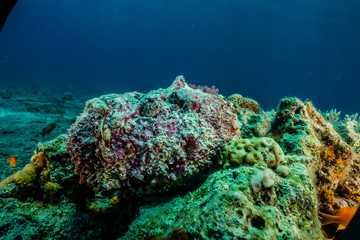 Coral reefs and water plants in the Red Sea, Eilat Israel