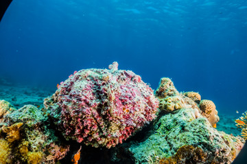 Coral reefs and water plants in the Red Sea, Eilat Israel