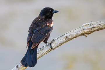 Red-winged blackbird on limb