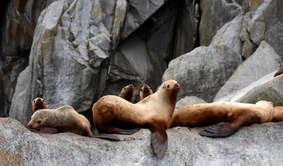 Sea Lions in the Kenai Fjords National Park, Alaska