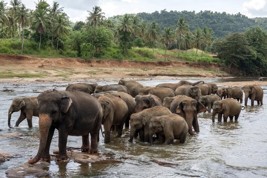 Asian or Asiatic elephants (Elephas maximus), herd bathing in Maha Oya River, Pinnawala Elephants Orphanage, Pinnawala, Central Province, Sri Lanka, Asia