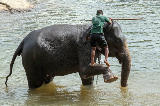 Mahout, climbing, cleans Asian elephant (Elephas maximus), Maha Oya River, Pinnawala Elephant Orphanage, Central Province, Sri Lanka, Asia