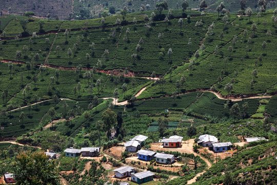 Tea plants (Camellia sinensis), highlands cultivation, Haputale, Central Province, Sri Lanka, Asia
