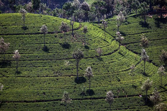 Tea plants (Camellia sinensis), highlands cultivation, Haputale, Central Province, Sri Lanka, Asia