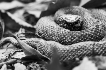 cottonmouth snake in forest