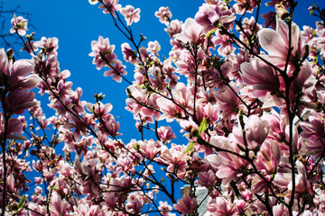 Closeup of flowers from a tree in the streets of Voorburg in Netherlands
