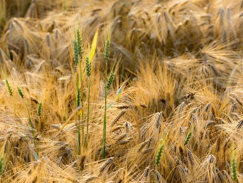 Wheat field, Lower Austria, Austria, Europe