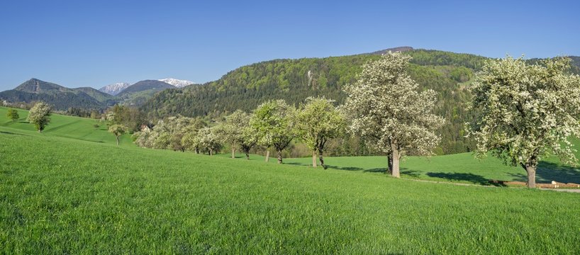 Row of flowering pear trees, Schneeberg, Miesenbach, Lower Austria, Austria, Europe