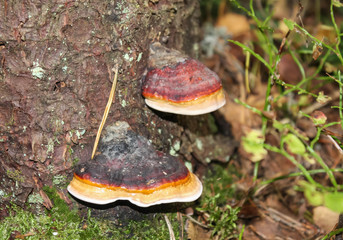 The big tinder fungus on a dead tree in the forest