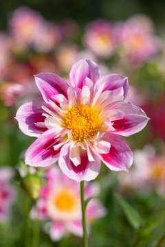 Dahlia (Dahlia sp.), cultivar Alpen Mary Lloyd, Baden-Wurttemberg, Germany, Europe