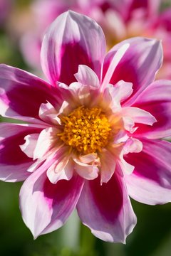 Dahlia (Dahlia sp.), cultivar Alpen Mary Lloyd, Baden-Wurttemberg, Germany, Europe