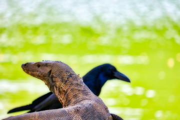 Dieses einzigartige bild zeigt wie sich die köpfe von einem Komodowarans und eines Rabens kreuzen in dem bekannten lumpini stadtpark in Bangkok