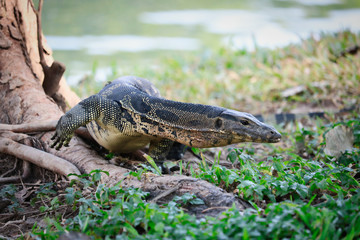 Dieses einzigartige bild zeigt die hochgefährlichen grossen komodowarane in dem bekannten lumpini stadtpark in Bangkok