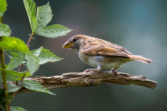 Young tree sparrow (Passer montanus) sitting on a dry branch, Tyrol, Austria, Europe