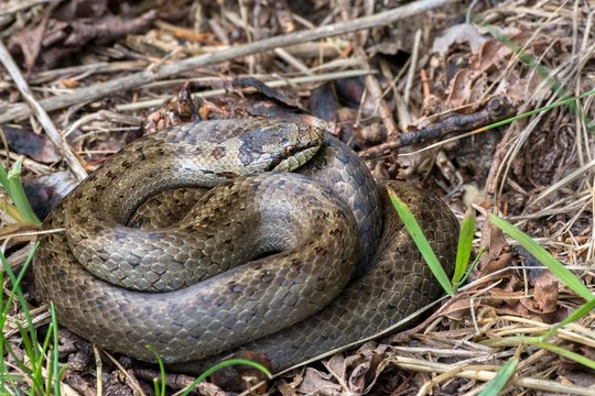 Smooth snake (Coronella austriaca) curled up in dry grass, Tyrol, Austria, Europe