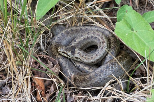 Smooth snake (Coronella austriaca) curled up in dry grass, Tyrol, Austria, Europe
