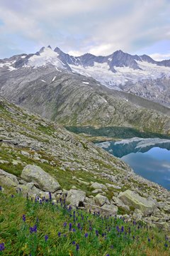Unterer Wildgerlossee, Reichenspitz-Gruppe, lake with mountains behind, monk's-hood (Aconitum napellus) in front, Wildgerlostal, High Tauern National Park, Salzburg, Austria, Europe