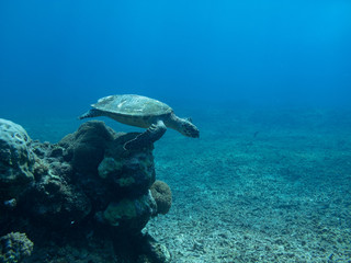 Obraz na płótnie Canvas Turtle explores deep blue ocean seeming to leap