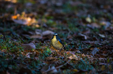 木陰を歩くルリビタキ