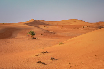 Fototapeta na wymiar Sunset casts warm light over a lone tree in an Arabian desert scene in Dubai, United Arab Emirates