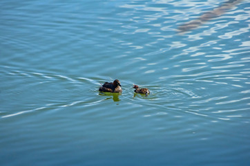 カイツブリの親子