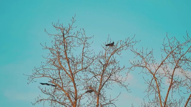 flock of birds crows blue sky autumn taking off from a tree. a flock of crows black bird dry tree lifestyle. birds ravens in the sky. a flock of crows concept