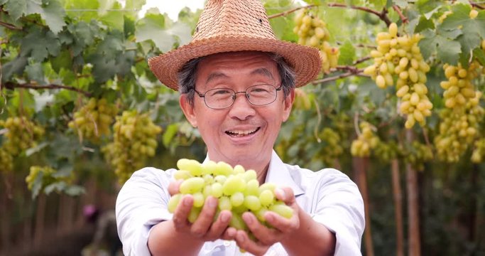 Portrait of Senior man holding gape in hand at grape farm. People with SME,  Business and Farmer Concept. 4k Resolution.