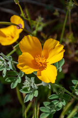 Santa Catalina Island Two Harbors