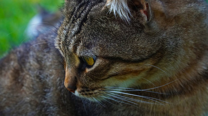 close up cat