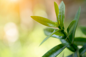 green leaf on blurred greenery background concept
