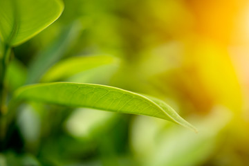 green leaf on blurred greenery background concept
