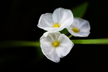 White flower on background