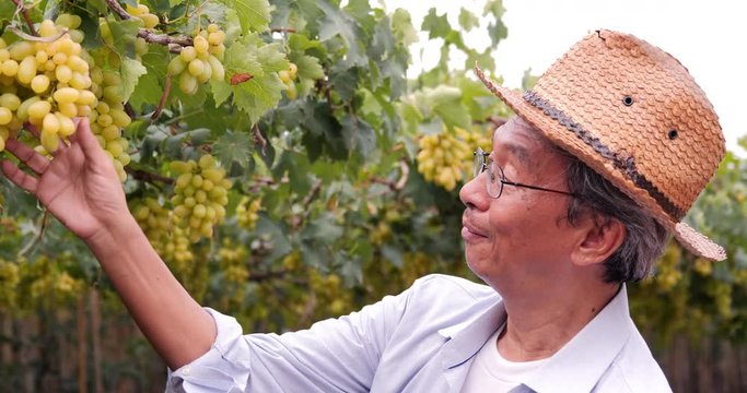 Portrait of Senior man looking to grape at grape farm with happy emotion. People with SME,  Business and Farmer Concept. 4k Resolution.