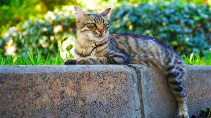 dignified cat in park