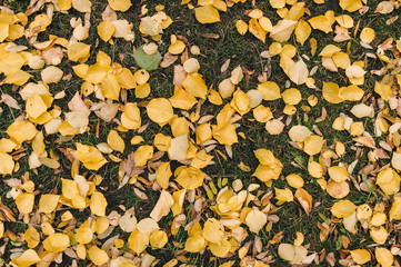 Yellow leaves lie on the green grass in the fall. Autumn leaf fall as a background and texture. Top view, copy space.