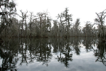 View of Lake Martin, Louisiana, USA.