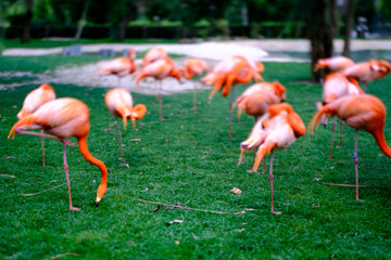 Flamingos picture with slow shutter speed in a garden.