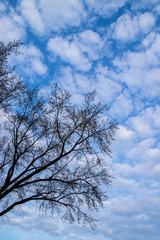 Maple tree buds coming out amongst Cirrocumulus clouds