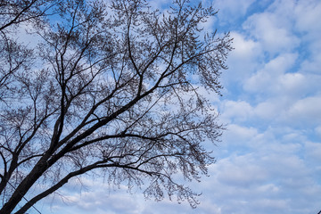 Fototapeta na wymiar View of budding maple tree amongst cirrocumulus clouds in sky