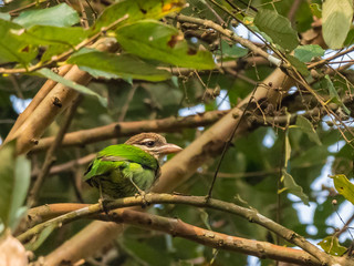 White-cheeked Barbet (Megalaima viridis). The Nilgiris, Tamil Nadu, India