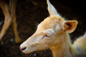 Fototapeta premium portrait of a lio
