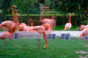 Flamingos picture with slow shutter speed in a garden.