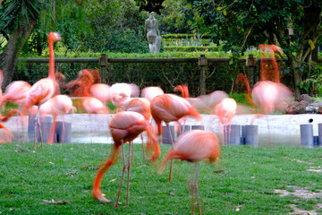 Flamingos picture with slow shutter speed in a garden.